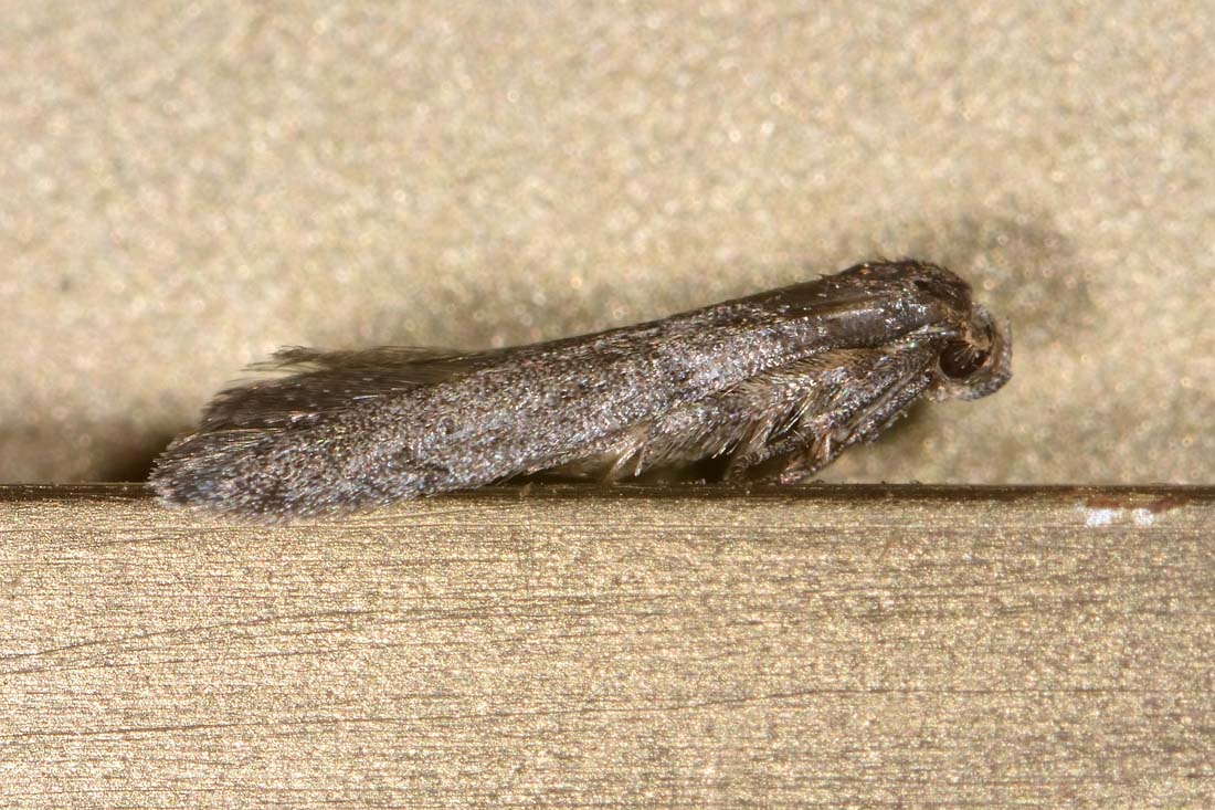 Blastobasidae? S, Blastobasis sp.